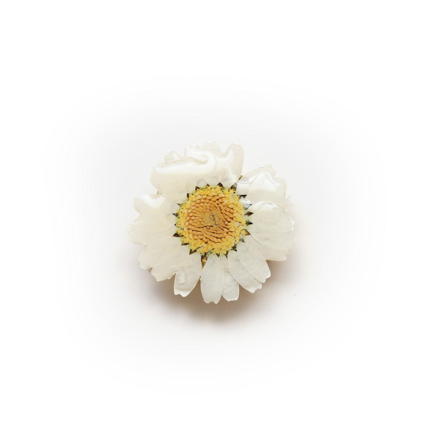 Dried Daisy Shirt Button Cover