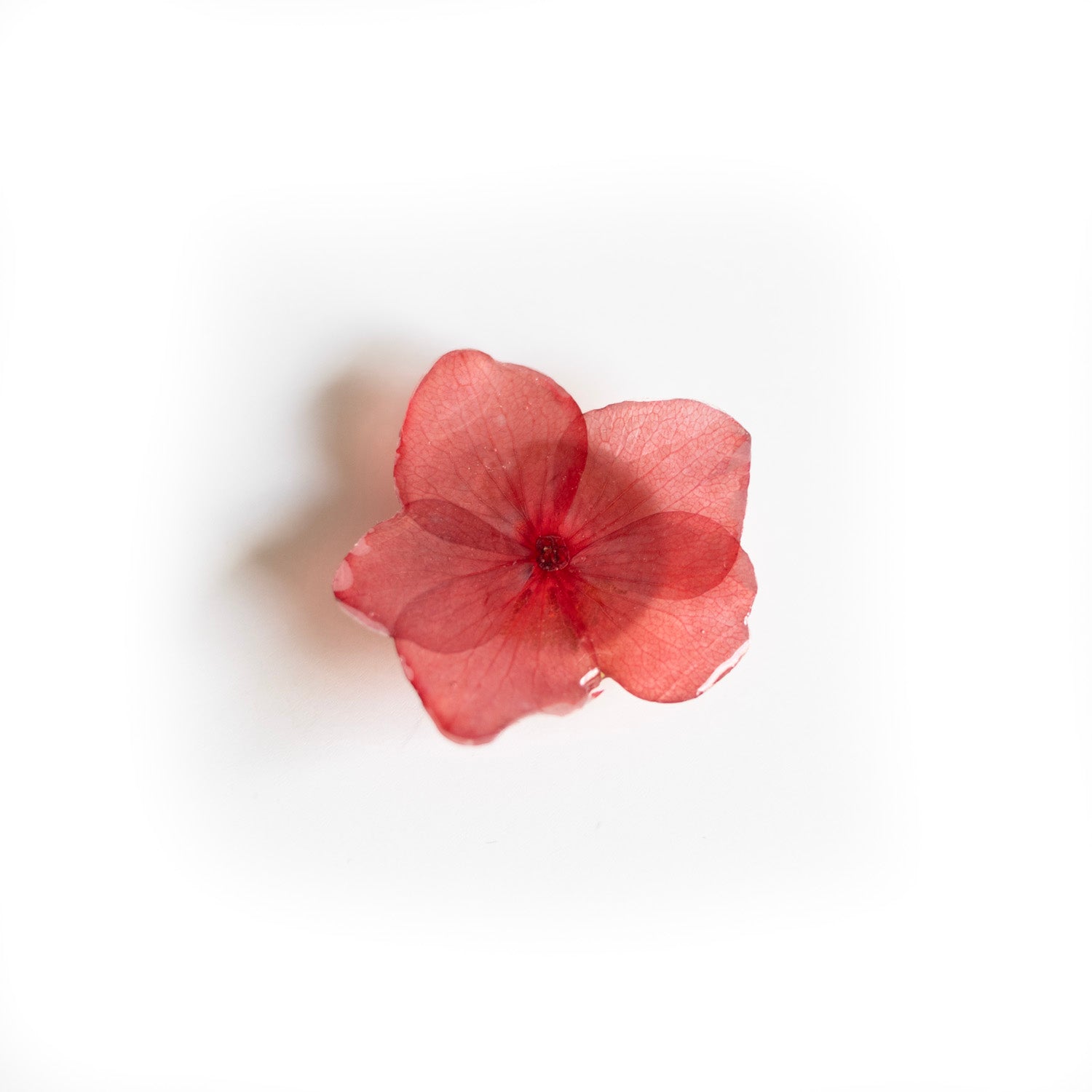 Dried flower shirt button cover
